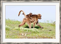 Framed Gelada, Gelada Baboon primate, Ethiopia