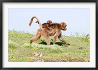 Framed Gelada, Gelada Baboon primate, Ethiopia