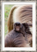 Framed Baby Gelada Baboon primate, Ethiopia