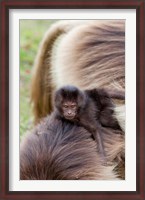 Framed Baby Gelada Baboon primate, Ethiopia