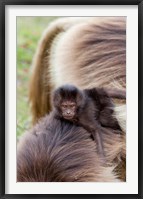 Framed Baby Gelada Baboon primate, Ethiopia