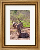 Framed Gemsbok Herd in Tsavo West NP. Kenya, Africa