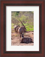 Framed Gemsbok Herd in Tsavo West NP. Kenya, Africa