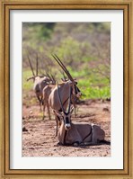 Framed Gemsbok Herd in Tsavo West NP. Kenya, Africa