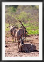 Framed Gemsbok Herd in Tsavo West NP. Kenya, Africa