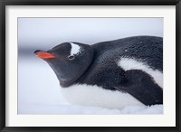 Framed Gentoo Penguin resting in snow on Deception Island, Antarctica.