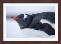 Framed Gentoo Penguin resting in snow on Deception Island, Antarctica.