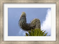 Framed Giant Lobelia flora of the Rwenzoris, Uganda