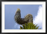 Framed Giant Lobelia flora of the Rwenzoris, Uganda