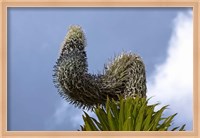 Framed Giant Lobelia flora of the Rwenzoris, Uganda
