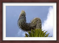 Framed Giant Lobelia flora of the Rwenzoris, Uganda