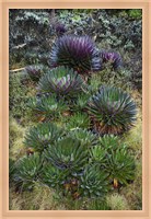 Framed Giant Lobelia flora, Uganda