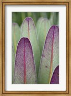 Framed Giant Lobelia flora, Rwenzoris, Uganda