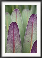 Framed Giant Lobelia flora, Rwenzoris, Uganda