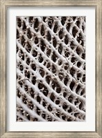 Framed Lattice pattern in Giant Loebelia, Bale Mountains, Ethiopia