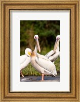 Framed Great White Pelican, Lake Chamo, Nechisar National Park, Arba Minch, Ethiopia