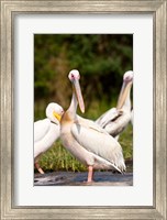 Framed Great White Pelican, Lake Chamo, Nechisar National Park, Arba Minch, Ethiopia