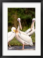 Framed Great White Pelican, Lake Chamo, Nechisar National Park, Arba Minch, Ethiopia