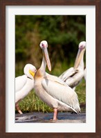 Framed Great White Pelican, Lake Chamo, Nechisar National Park, Arba Minch, Ethiopia