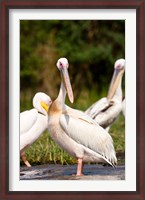 Framed Great White Pelican, Lake Chamo, Nechisar National Park, Arba Minch, Ethiopia