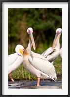 Framed Great White Pelican, Lake Chamo, Nechisar National Park, Arba Minch, Ethiopia