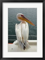 Framed Great White Pelican, Walvis Bay, Namibia, Africa.