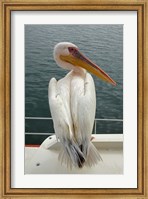 Framed Great White Pelican, Walvis Bay, Namibia, Africa.
