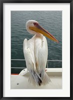 Framed Great White Pelican, Walvis Bay, Namibia, Africa.