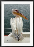 Framed Great White Pelican, Walvis Bay, Namibia, Africa.