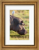 Framed Hippopotamus grazing, Amboseli National Park, Kenya
