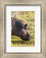 Framed Hippopotamus grazing, Amboseli National Park, Kenya