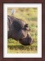 Framed Hippopotamus grazing, Amboseli National Park, Kenya