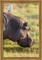 Framed Hippopotamus grazing, Amboseli National Park, Kenya