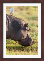 Framed Hippopotamus grazing, Amboseli National Park, Kenya