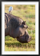 Framed Hippopotamus grazing, Amboseli National Park, Kenya