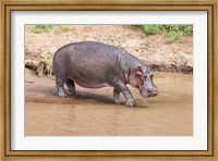 Framed Hippopotamus pod relaxing, Mara River, Maasai Mara, Kenya, Africa