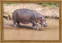 Framed Hippopotamus pod relaxing, Mara River, Maasai Mara, Kenya, Africa