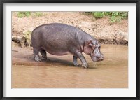 Framed Hippopotamus pod relaxing, Mara River, Maasai Mara, Kenya, Africa