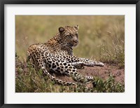 Framed Africa, Tanzania, Serengeti. Leopard, Panthera pardus.