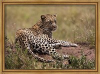 Framed Africa, Tanzania, Serengeti. Leopard, Panthera pardus.