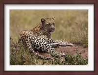 Framed Africa, Tanzania, Serengeti. Leopard, Panthera pardus.