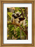Framed Coquerel's sifakas, primate, deciduous forest MADAGASCAR