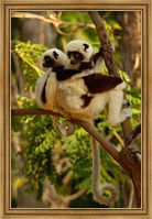 Framed Coquerel's sifakas, primate, deciduous forest MADAGASCAR