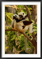 Framed Coquerel's sifakas, primate, deciduous forest MADAGASCAR