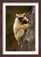 Framed Golden-crowned sifaka, Daraina, MADAGASCAR