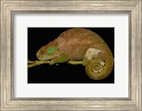 Framed Hilleniusi chameleon lizard, MADAGASCAR
