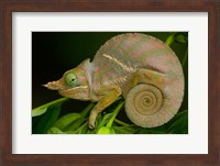 Framed Baudrier's Chameleon, Lizard, Madagascar, Africa