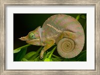 Framed Baudrier's Chameleon, Lizard, Madagascar, Africa
