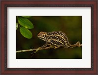 Framed Campan's chameleon lizard, Madagascar