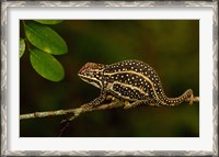 Framed Campan's chameleon lizard, Madagascar